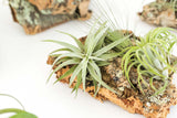 Best Seller Air Plant & Display Variety Bundle