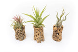 Best Seller Air Plant & Display Variety Bundle