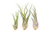 Best Seller Air Plant & Display Variety Bundle
