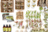Best Seller Air Plant & Display Variety Bundle