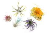 Assorted Colorful Air Plants Variety Pack