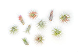 Best Seller Air Plant & Display Variety Bundle