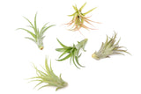 Best Seller Air Plant & Display Variety Bundle