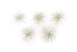 Best Seller Air Plant & Display Variety Bundle