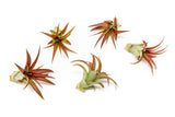 Best Seller Air Plant & Display Variety Bundle