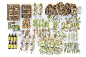 Best Seller Air Plant & Display Variety Bundle