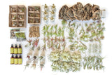 Best Seller Air Plant & Display Variety Bundle
