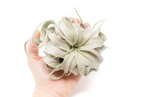 Best Seller Air Plant & Display Variety Bundle