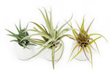 Best Seller Air Plant & Display Variety Bundle