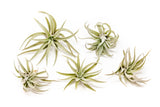 Best Seller Air Plant & Display Variety Bundle